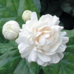 Grand Duke Jasmine Live Plant - Fragrant Double White Flowers, 4 inch Pot - Image 1