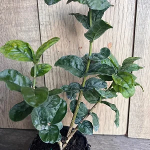 Grand Duke Jasmine Live Plant - Fragrant Double White Flowers, 4 inch Pot - Image 9