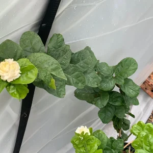 Grand Duke Jasmine Live Plant – Fragrant White Flowers – 2-Year Bush - Image 2