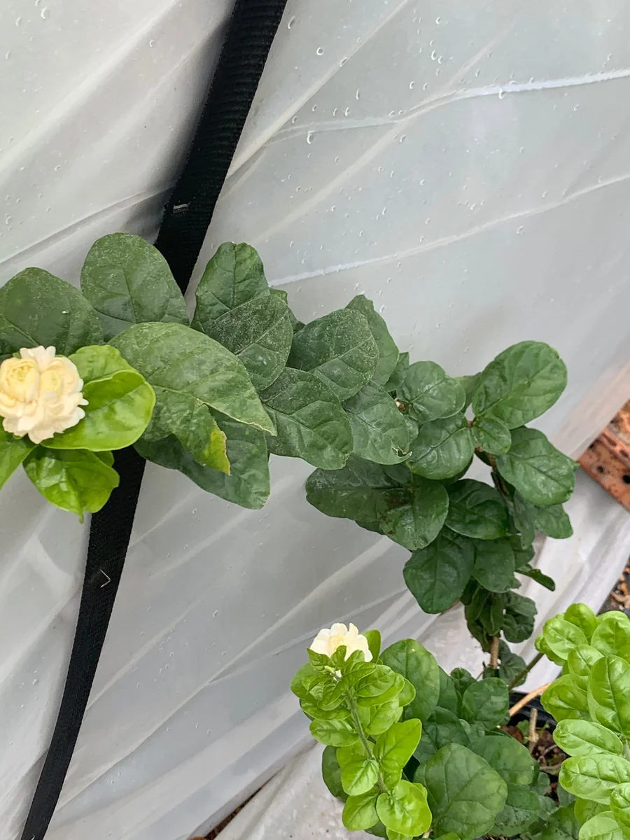 Grand Duke Jasmine Live Plant – Fragrant White Flowers – 2-Year Bush - Image 2