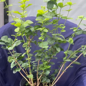 Grand Duke Jasmine Live Plant – Fragrant White Flowers – 2-Year Bush - Image 3