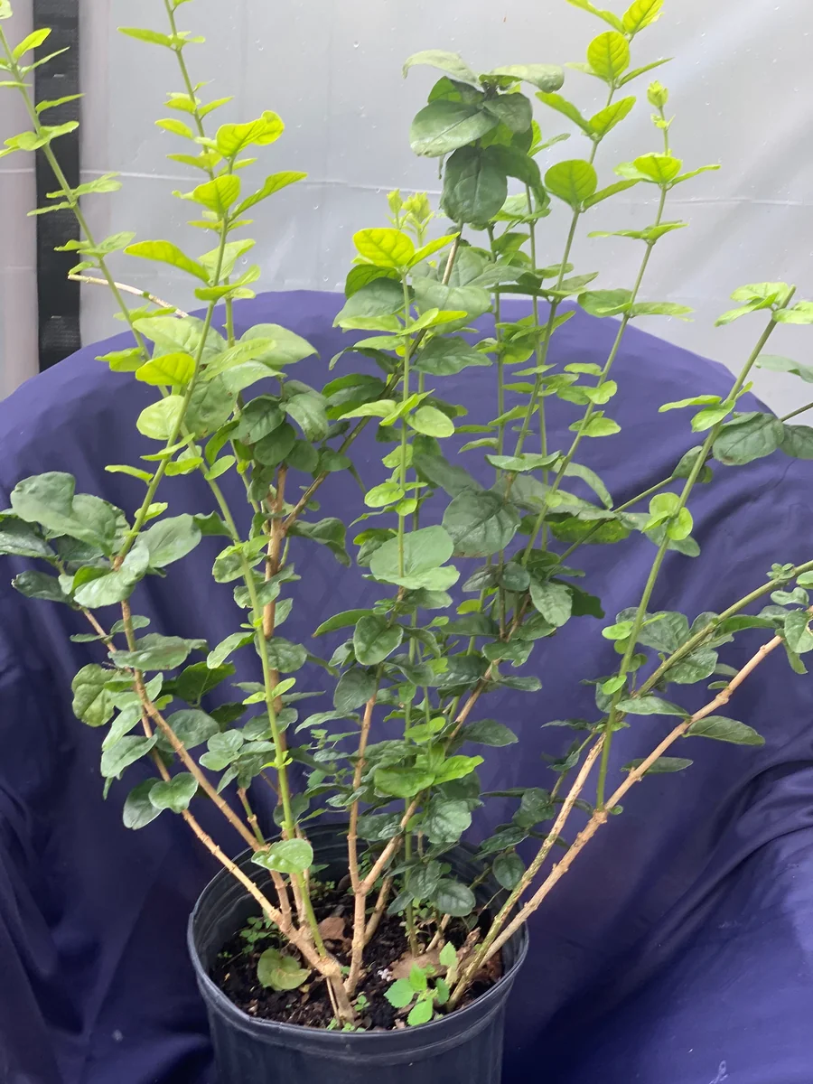 Grand Duke Jasmine Live Plant – Fragrant White Flowers – 2-Year Bush - Image 3