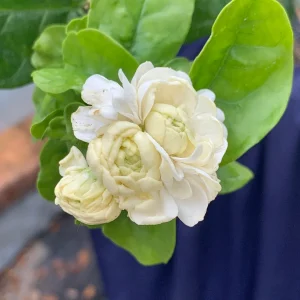 Grand Duke Jasmine Live Plant - Fragrant White Flowers, 2-Year Bush - Image 1