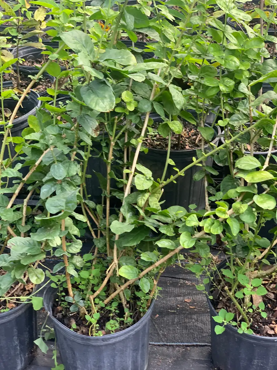 Grand Duke Jasmine Live Plant – Fragrant White Flowers – 2-Year Bush - Image 4