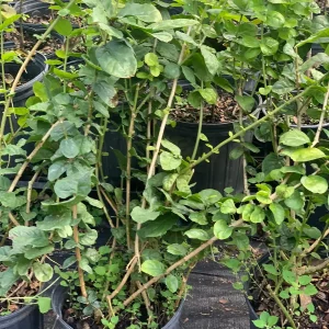 Grand Duke Jasmine Live Plant - Fragrant White Flowers, 2-Year Bush - Image 4