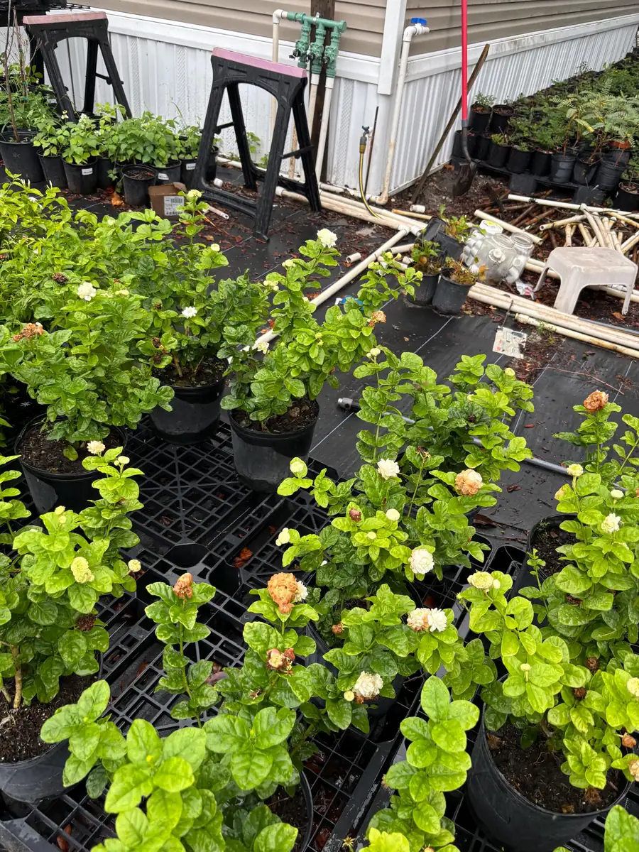 Grand Duke Jasmine Live Plant – Fragrant White Flowers – 2-Year Bush - Image 5