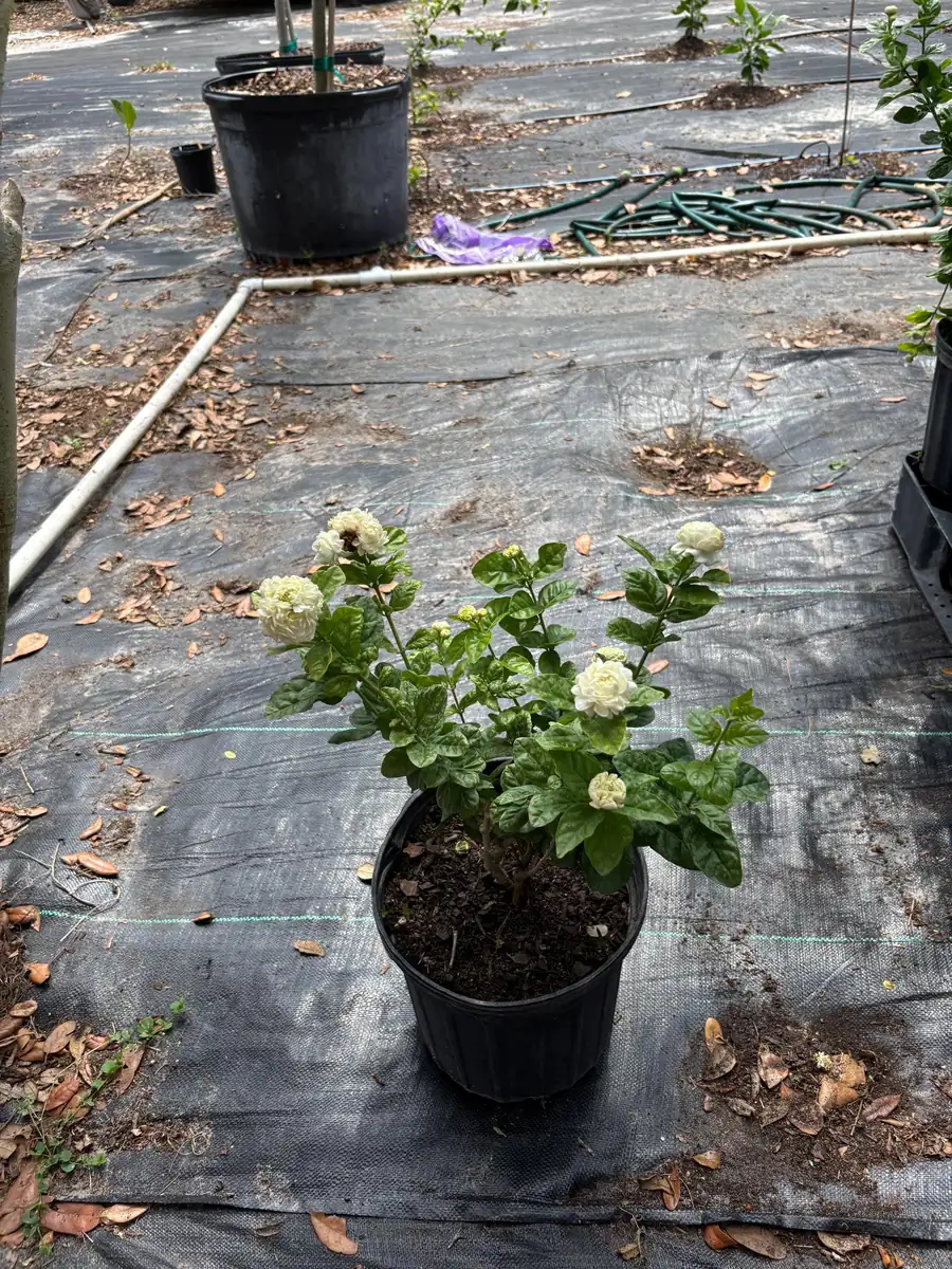 Grand Duke Jasmine Live Plant – Fragrant White Flowers – 2-Year Bush - Image 6