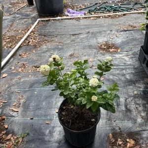 Grand Duke Jasmine Live Plant - Fragrant White Flowers, 2-Year Bush - Image 6