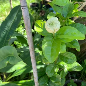 Grand Duke of Tuscany Jasmine Live Plant – Arabian Sambac White Bloom - Image 2