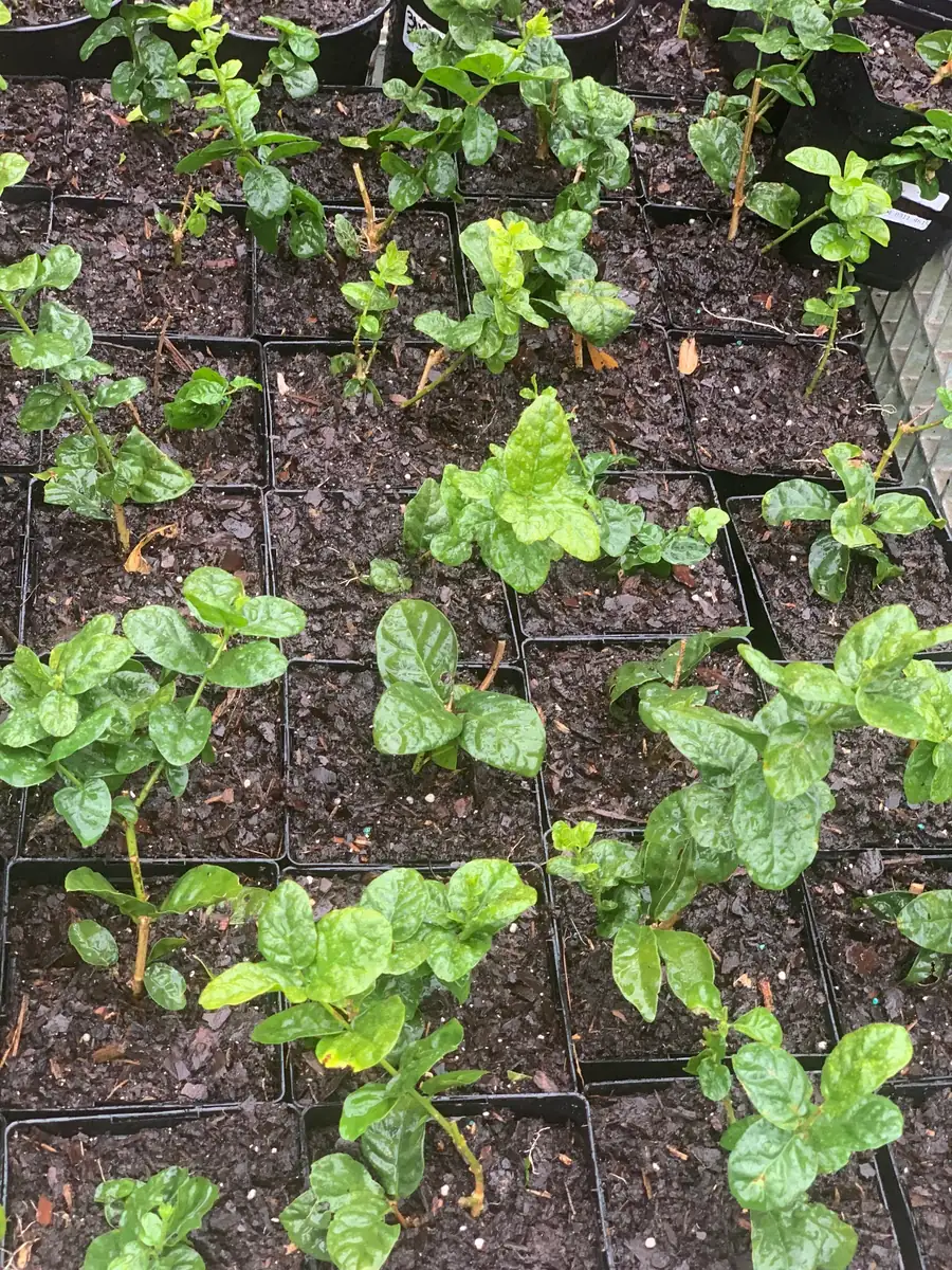 Grand Duke of Tuscany Jasmine Live Plant – Arabian Sambac White Bloom - Image 3