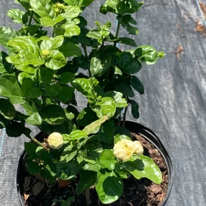 Grand Duke of Tuscany Jasmine Live Plant – Arabian Sambac White Bloom - Image 4