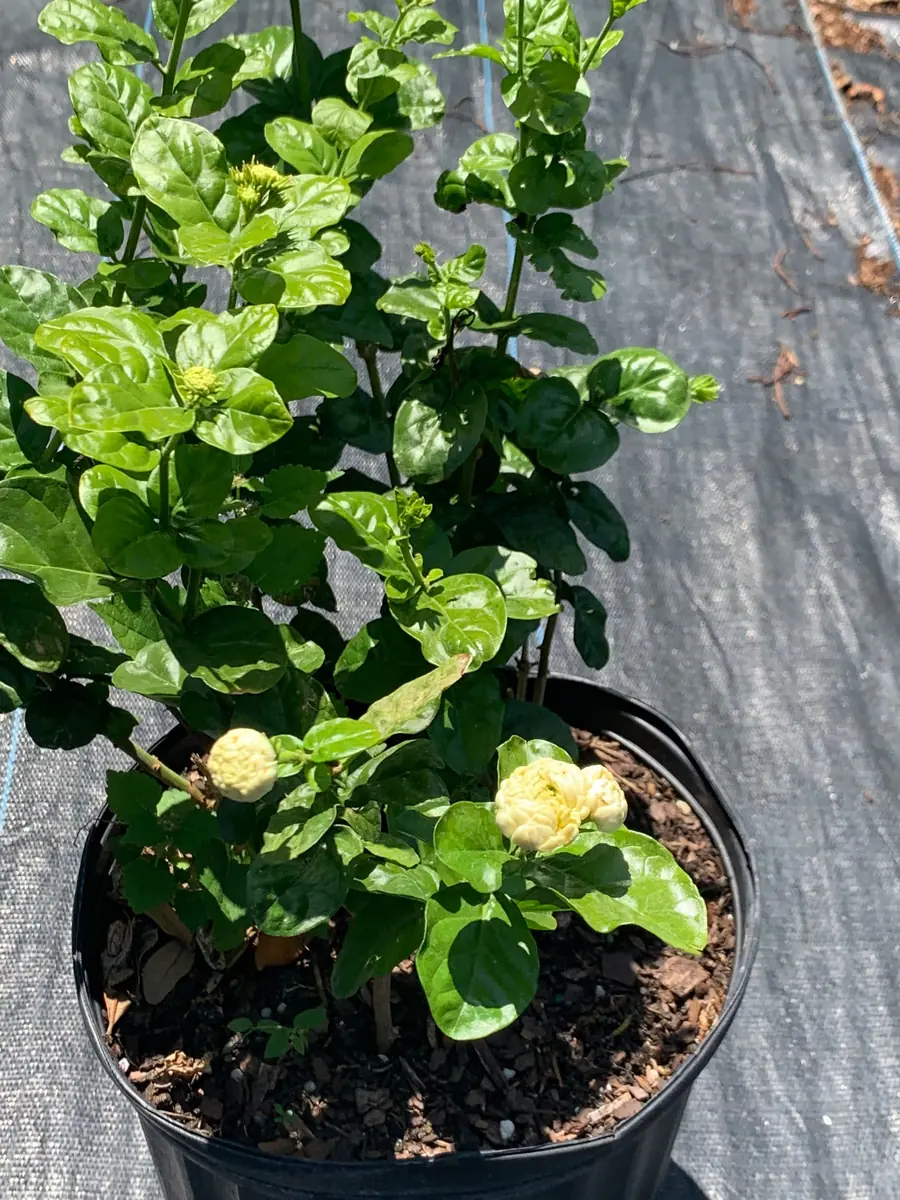 Grand Duke of Tuscany Jasmine Live Plant – Arabian Sambac White Bloom - Image 4