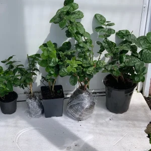 Grand Duke of Tuscany Jasmine Live Plant - Arabian Sambac, Fragrant White Blooms - Image 5