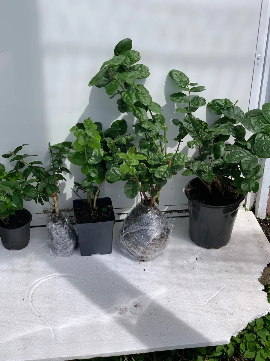 Grand Duke of Tuscany Jasmine Live Plant – Arabian Sambac White Bloom - Image 5