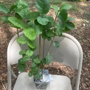 Grand Duke of Tuscany Jasmine Live Plant - Arabian Sambac, Fragrant White Blooms - Image 6