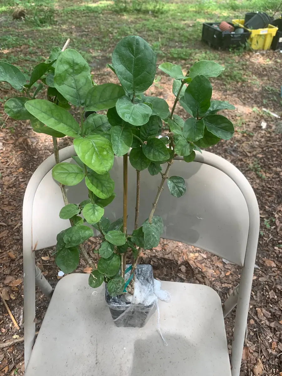 Grand Duke of Tuscany Jasmine Live Plant – Arabian Sambac White Bloom - Image 6