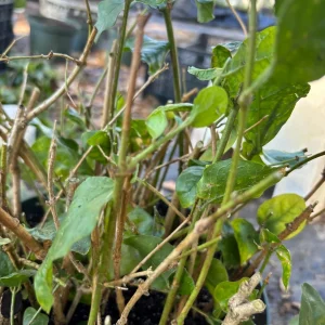 Grand Duke of Tuscany Jasmine Live Plant - Arabian Sambac, Fragrant White Blooms - Image 7