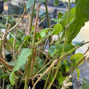 Grand Duke of Tuscany Jasmine Live Plant – Arabian Sambac White Bloom - Image 7