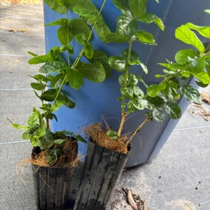 Grand Duke of Tuscany Jasmine Live Plant - Arabian Sambac, Fragrant White Blooms - Image 8