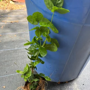 Grand Duke of Tuscany Jasmine Live Plant – Arabian Sambac White Bloom - Image 9