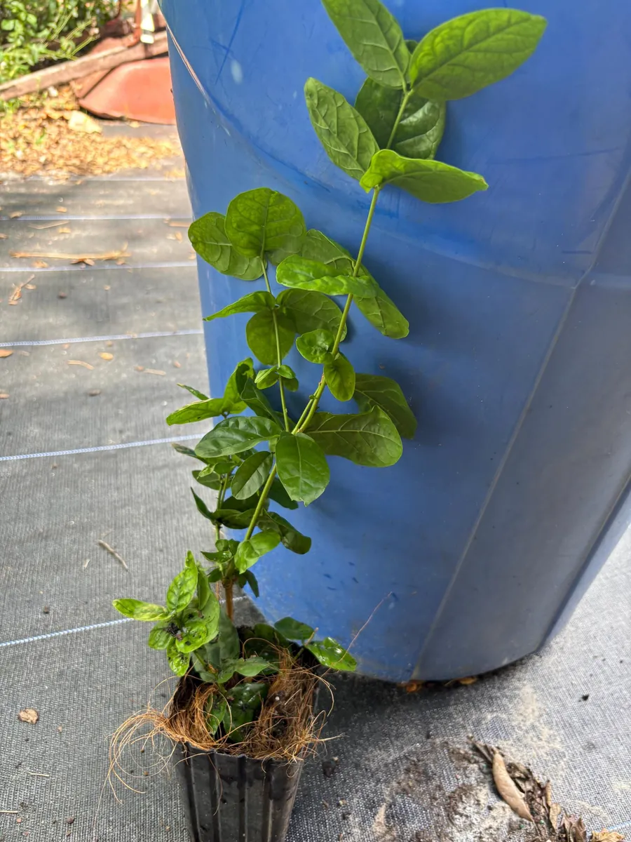 Grand Duke of Tuscany Jasmine Live Plant – Arabian Sambac White Bloom - Image 9