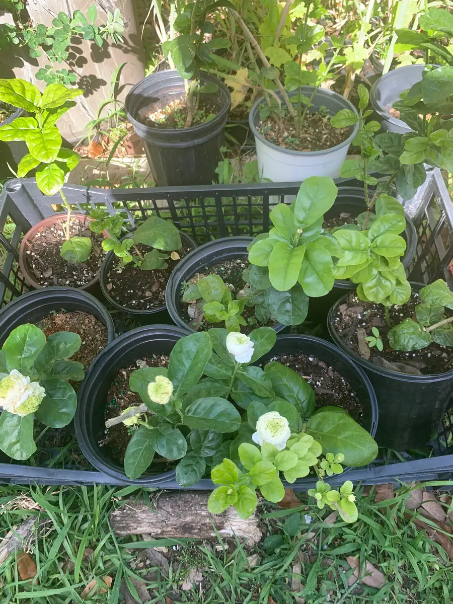 Grand Duke of Tuscany Jasmine Live Plant – Arabian Sambac White Bloom - Image 1