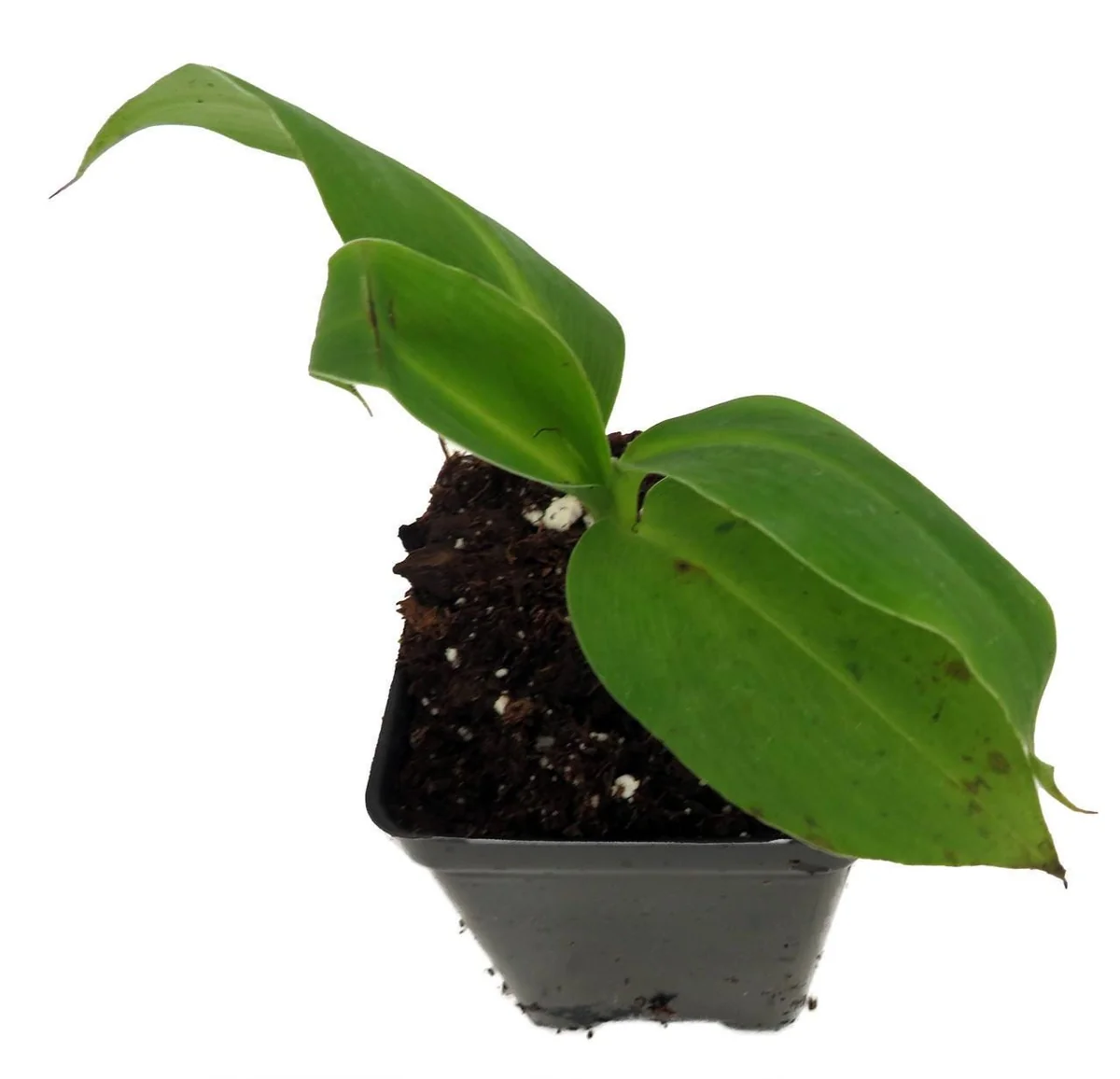 Grand Nain Banana Live Plant - Musa Tree - 2.5 inch Pot - Edible Fruit - Image 2