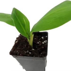 Grand Nain Banana Live Plant - Musa Tree - 2.5 inch Pot - Edible Fruit - Image 3