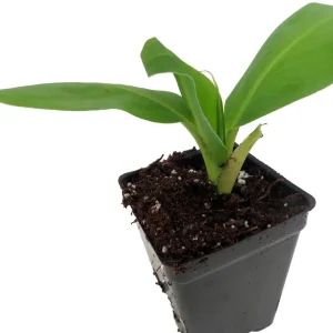 Grand Nain Banana Live Plant - Musa Tree - 2.5 inch Pot - Edible Fruit - Image 4