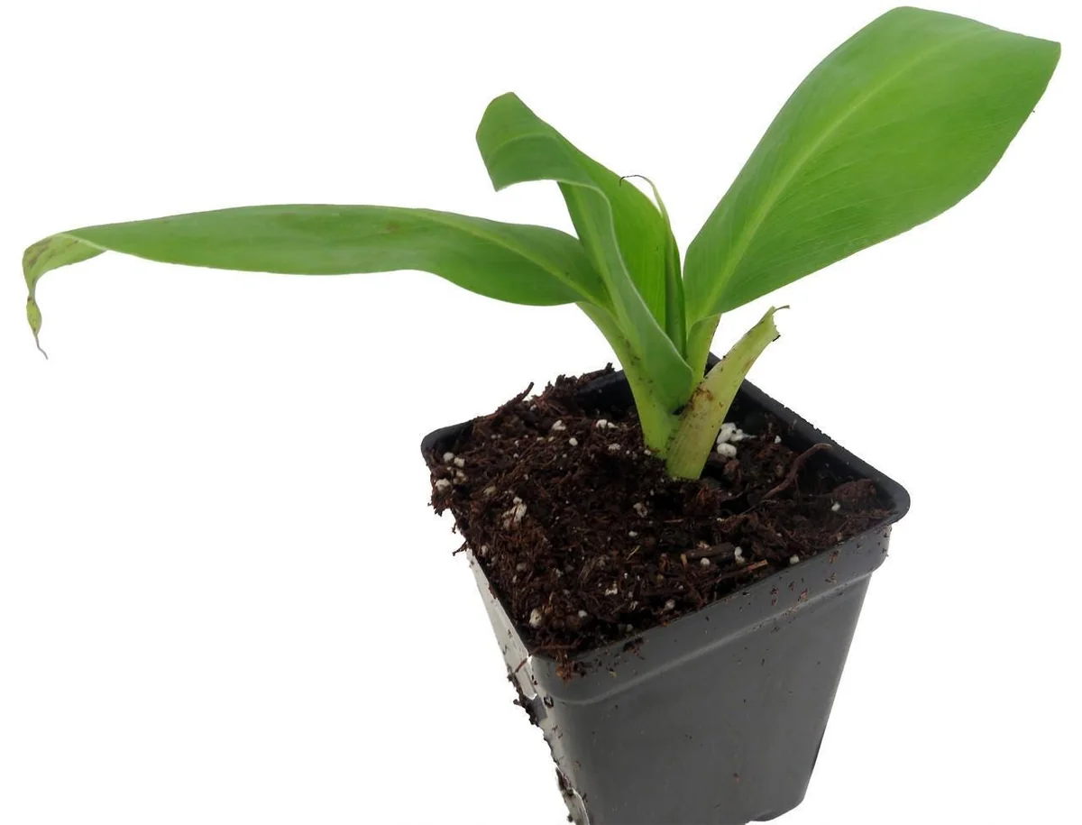 Grand Nain Banana Live Plant - Musa Tree - 2.5 inch Pot - Edible Fruit - Image 4
