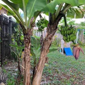 Grand Nain Banana Live Plant - Tropical Fruit Tree Starter - 4-10