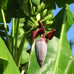 Grand Nain Banana Tree Live Plant - 4-10