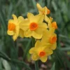 Grand Soleil d'Or Narcissus Bulbs - Indoor Forcing, Fragrant Orange & Yellow Flowers - Image 1