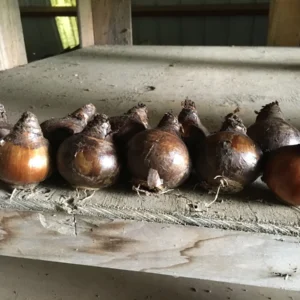 Grand Soleil d'Or Narcissus Bulbs - Indoor Forcing, Fragrant Orange & Yellow Flowers - Image 2