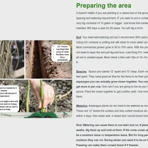 Grande F1 Asparagus Crowns - 25 count 2-Year Bare Root Plants for Outdoor Gardens - Image 3