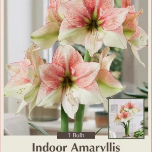 Grandise Fantasy Amaryllis Bulb - Giant Ivory Blooms, 30/32cm Bulb, 1-Pack - Image 1