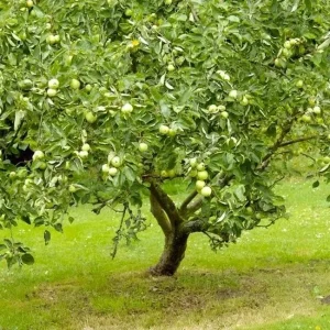 Granny Smith Apple Grafted Live Fruit Tree - 1 Gallon Pot, 2-3 Feet Tall - Image 2