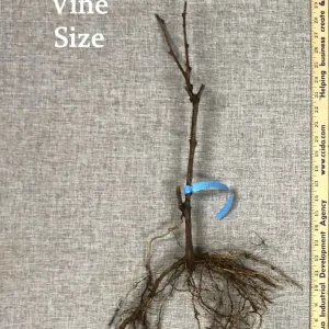 Grape Vine Collection – Concord, Catawba, Niagara – 3 Bare Root Live Plants – Outdoor Fruit Vines - Image 5