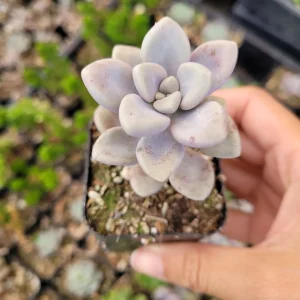 Graptopetalum Allen Succulent Live Plant - Drought-Tolerant Indoor/Outdoor - Image 2