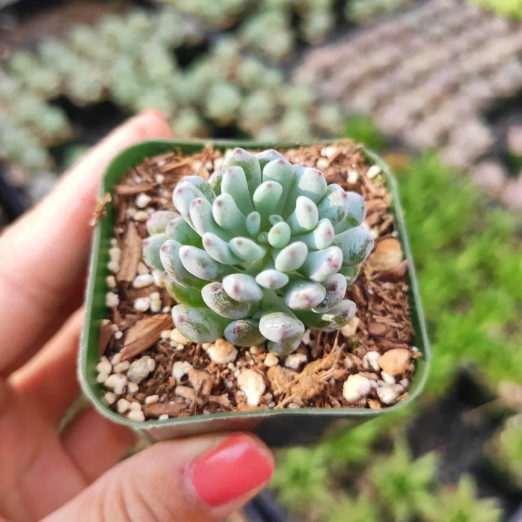 Bluebean Graptopetalum 'Bluebean' Succulent Plant - Easy Care & Colorful