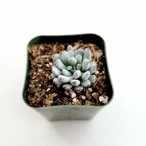 Graptopetalum 'Bluebean' Succulent Plant - Live, Potted, 2-4 Inch - Image 3