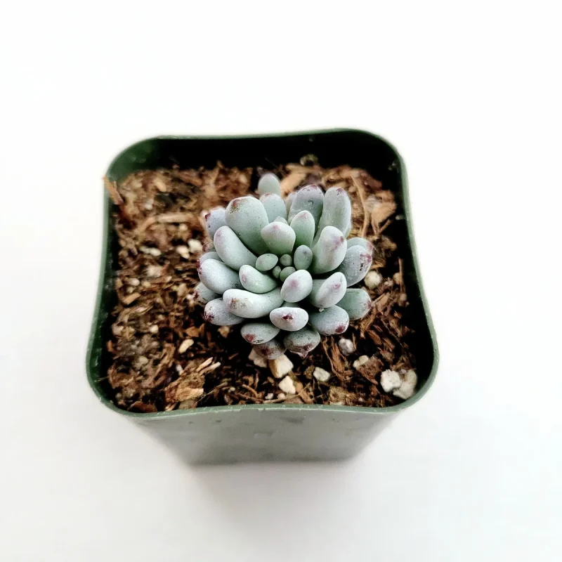 Bluebean Graptopetalum 'Bluebean' Succulent Plant - Easy Care & Colorful