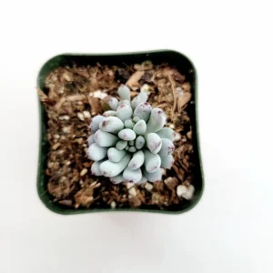 Graptopetalum 'Bluebean' Succulent Plant - Live, Potted, 2-4 Inch - Image 4