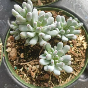 Graptopetalum 'Bluebean' Succulent Plant - Live, Potted, 2-4 Inch - Image 6
