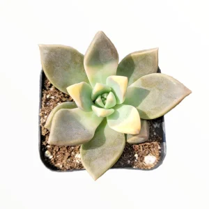 Graptopetalum paraguayense Blue Haze Succulent Plant - Live Indoor/Outdoor - Image 2