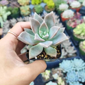 Graptopetalum paraguayense Blue Haze Succulent Plant - Live Indoor/Outdoor - Image 3