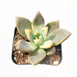 Graptopetalum paraguayense Blue Haze Succulent Plant - Live Indoor/Outdoor - Image 1