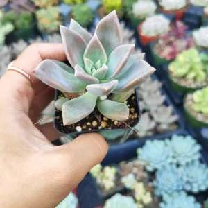Graptopetalum paraguayense Blue Haze Succulent Plant - Live Indoor/Outdoor - Image 4