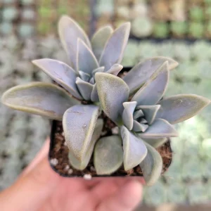 Graptopetalum paraguayense Blue Haze Succulent Plant - Live Indoor/Outdoor - Image 6