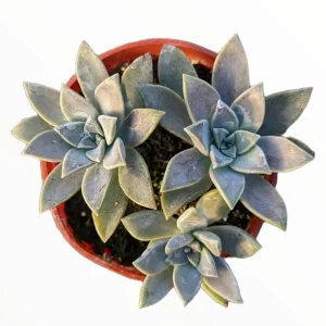 Graptopetalum paraguayense Blue Haze Succulent Plant - Live Indoor/Outdoor - Image 8